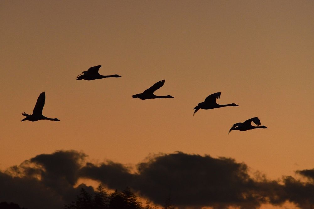 Photograph by Ohta Sigeki