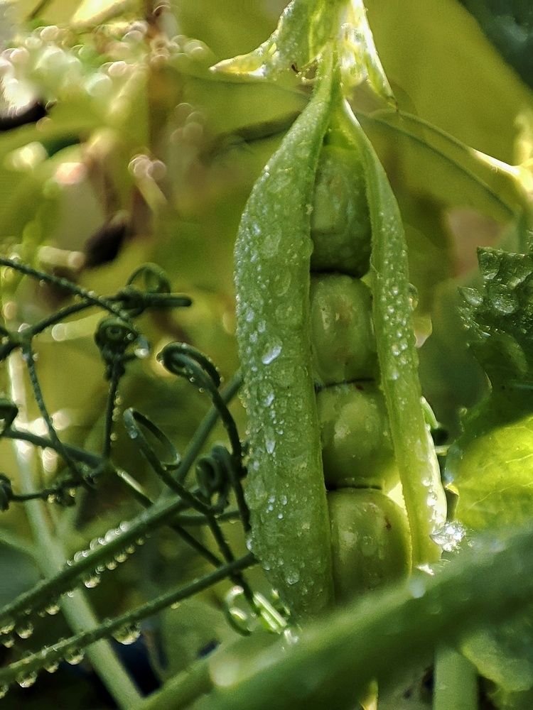 Photograph by Оксана Шевченко