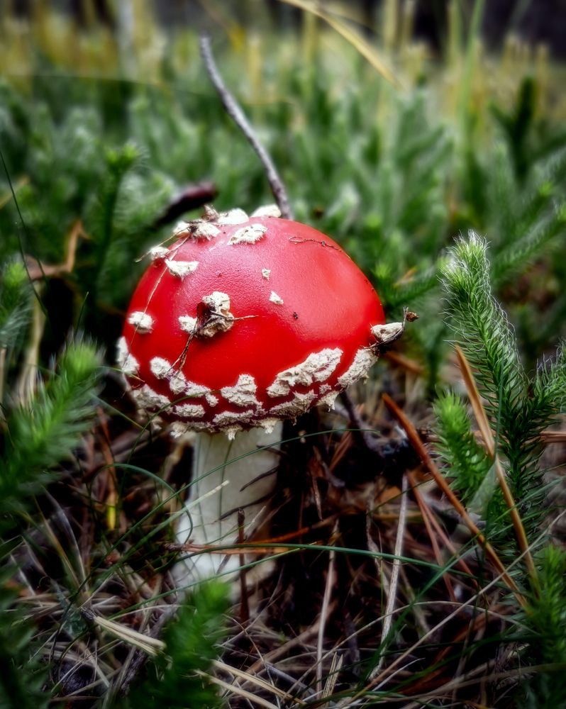 Photograph by Светлана Перминова