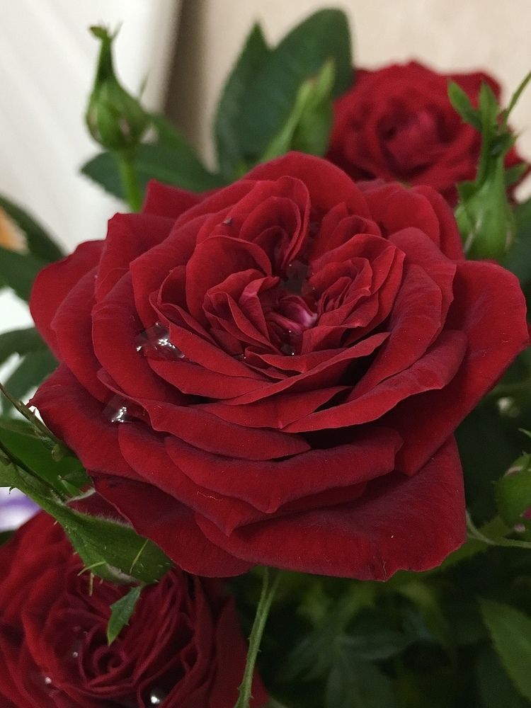 Photograph by Елена Макуха