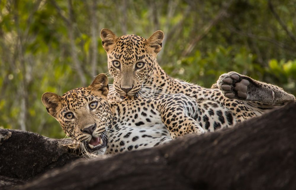 Фотография автора samith perera