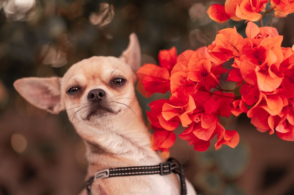 Photograph by Vialeta