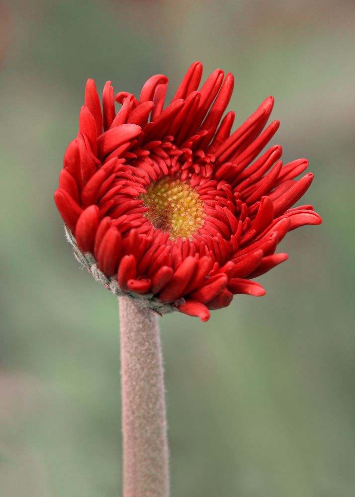 Photograph by Shahariar Alam