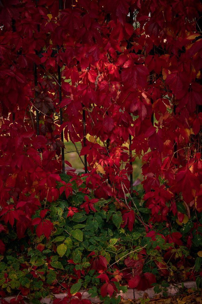 Photograph by Елена Лобакова