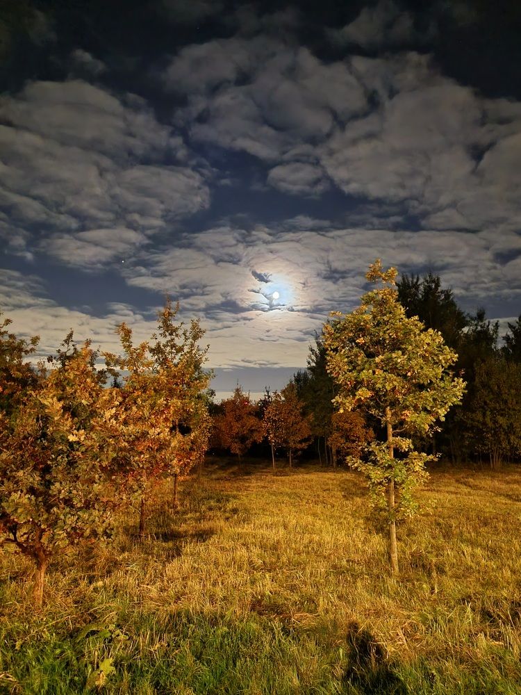 Лунная осенняя ночь