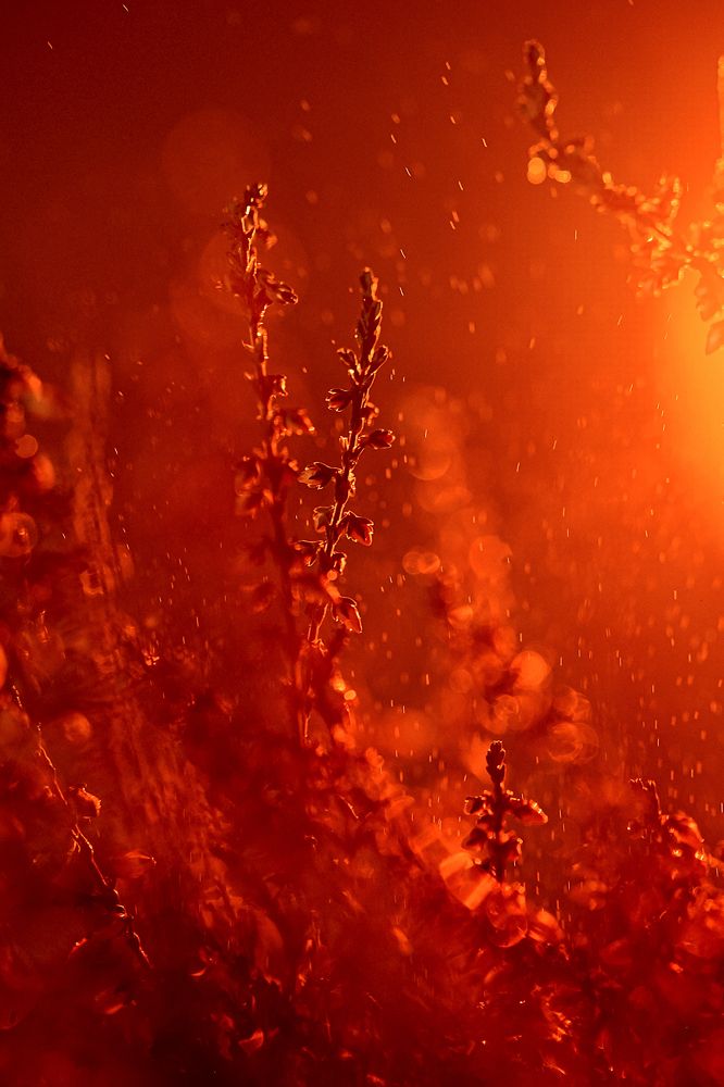 Photograph by irina sherry