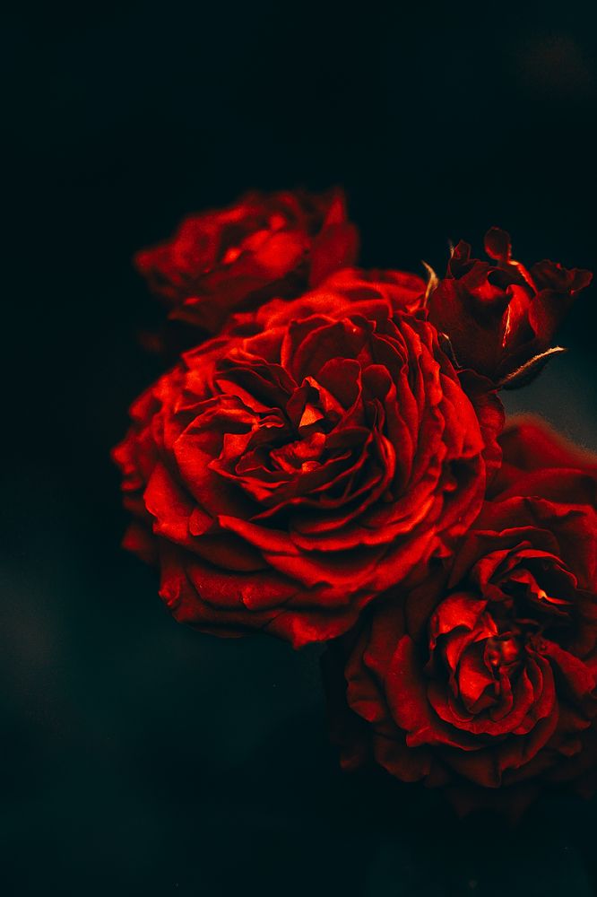 Photograph by irina sherry