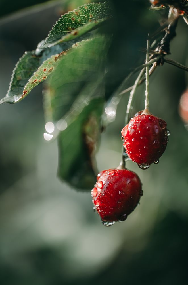 Photograph by irina sherry