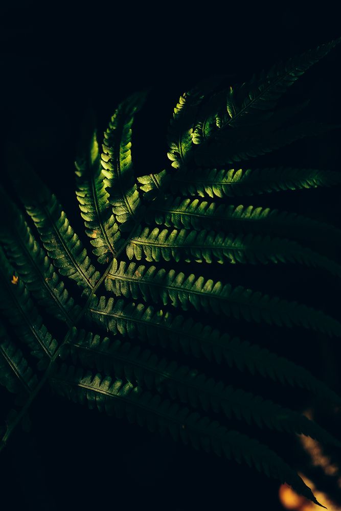 Photograph by irina sherry