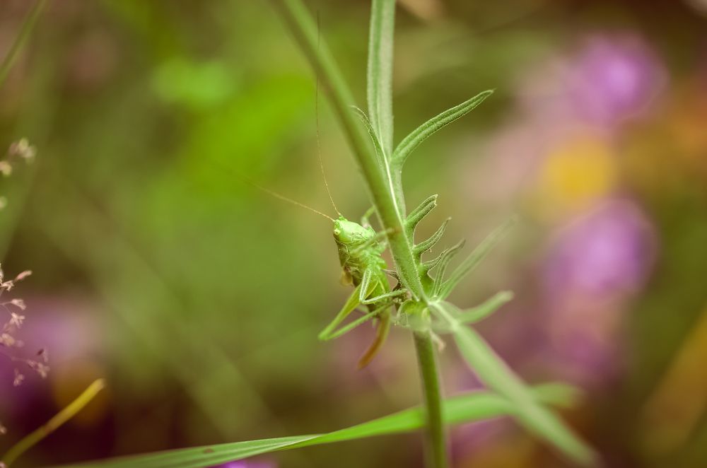 Photograph by irina sherry