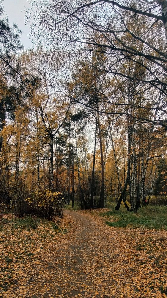 Осенняя тропа