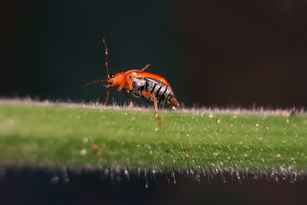 Photograph by Ekra Tasfia