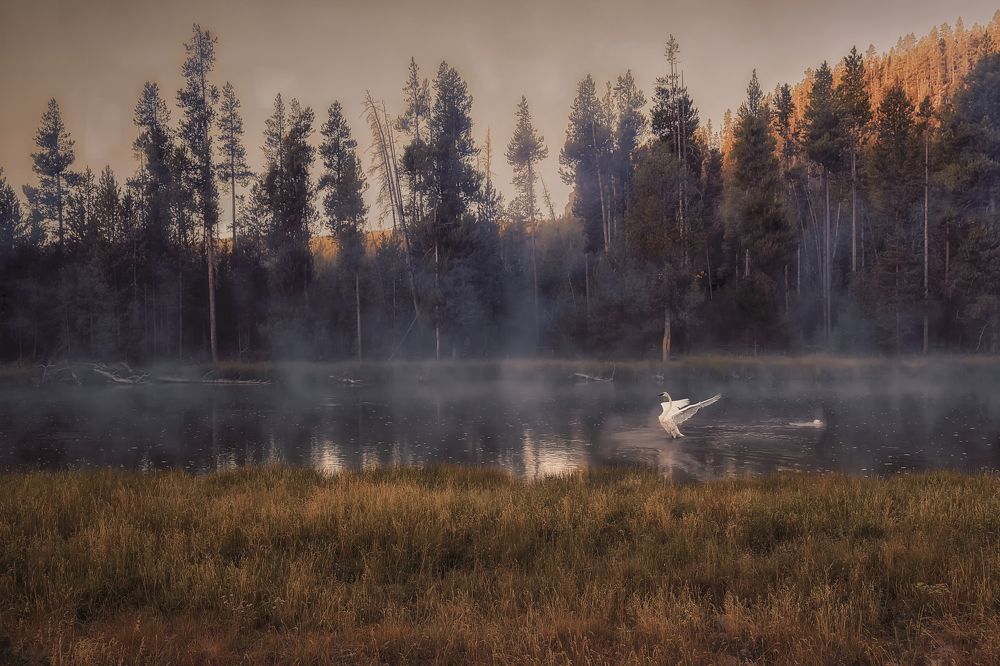 Trumpeter Swan Yellowstone scape