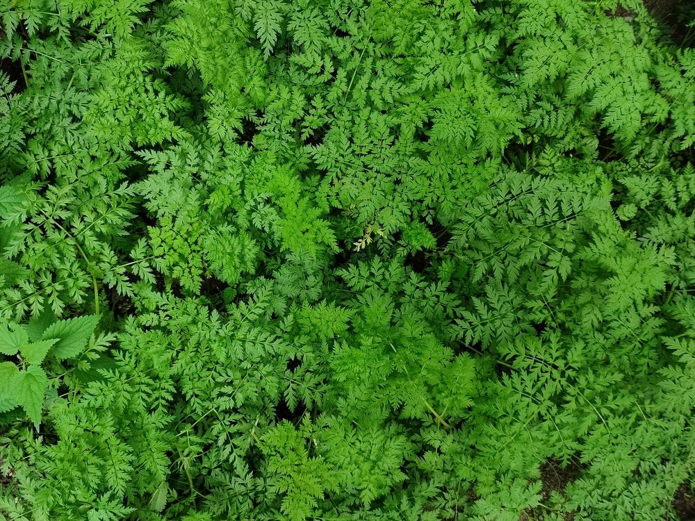 Фотография автора Александр Довганюк