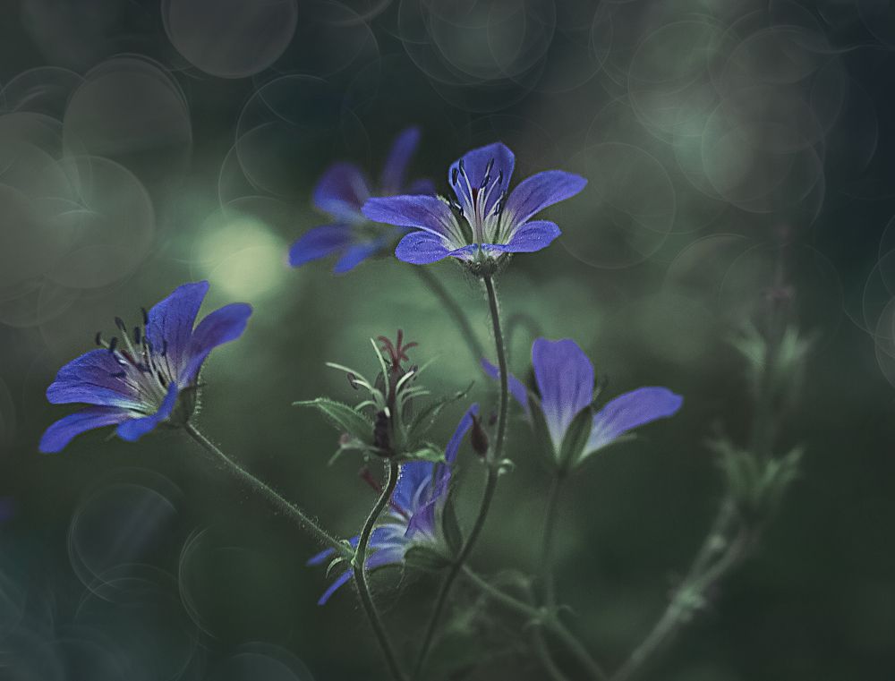 Photograph by Алена Полетаева