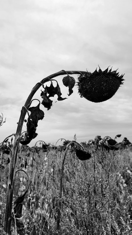 Подсолнухи