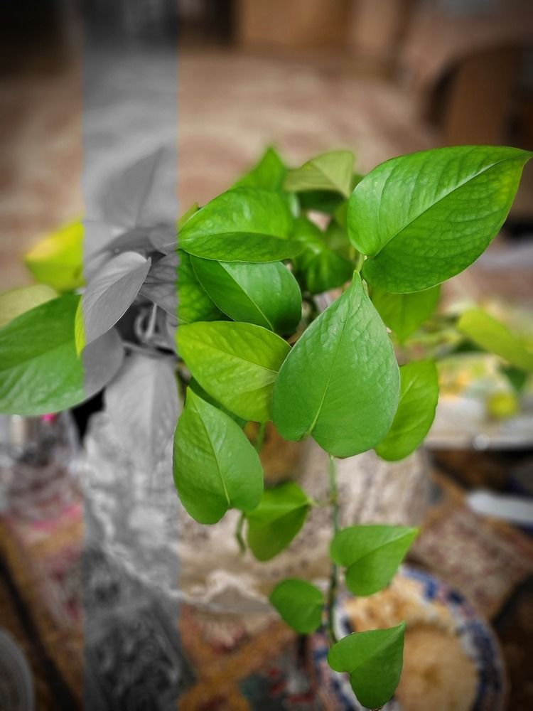 Photograph by Rahele Almassi