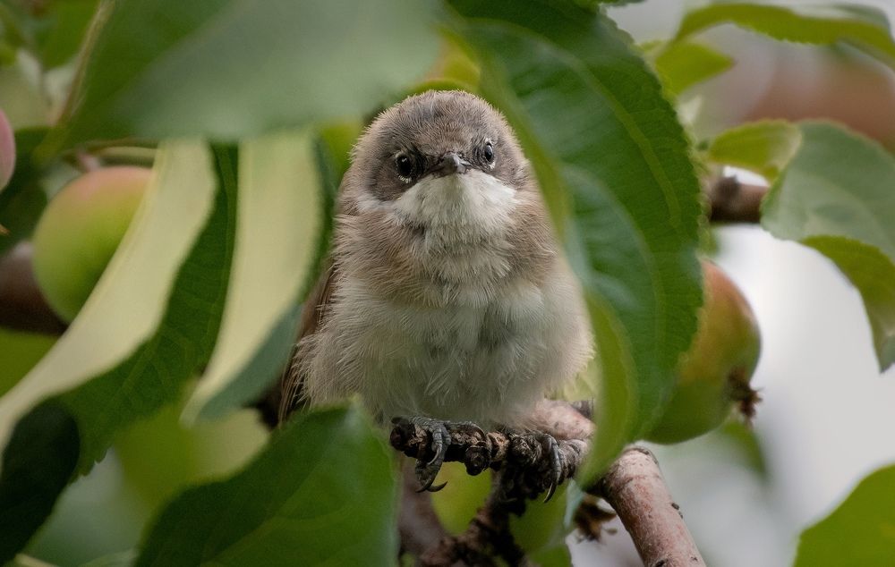 Photograph by Александр Перегудов