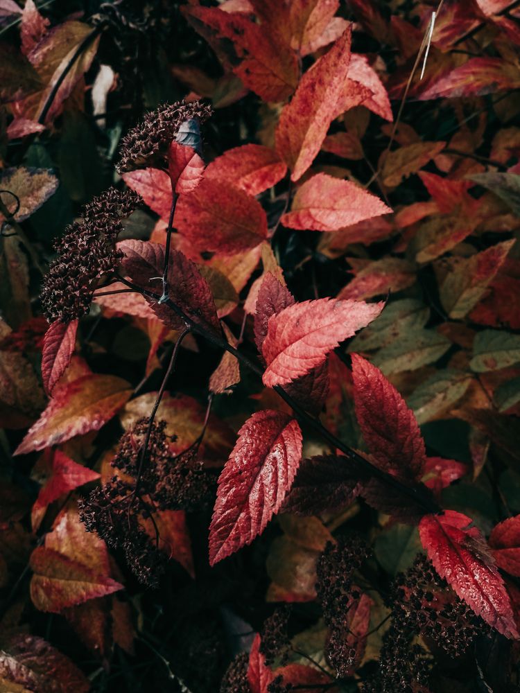 Photograph by Ольга Барковская