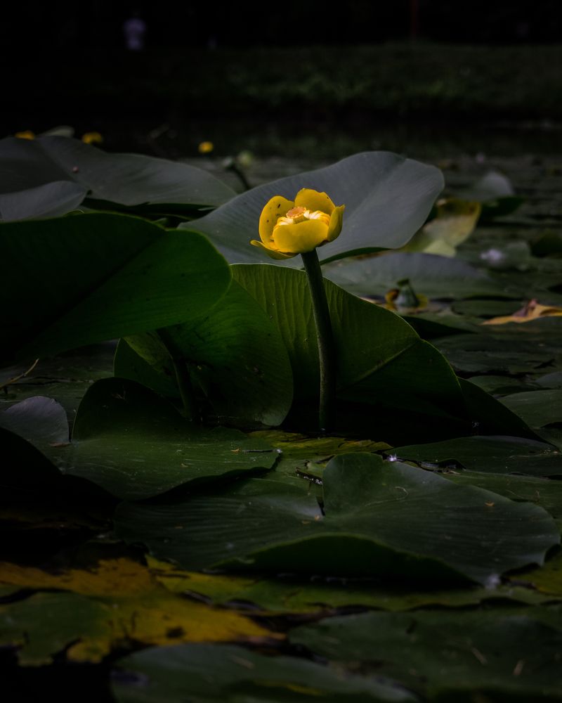 Фотография автора Кирилл Багинский