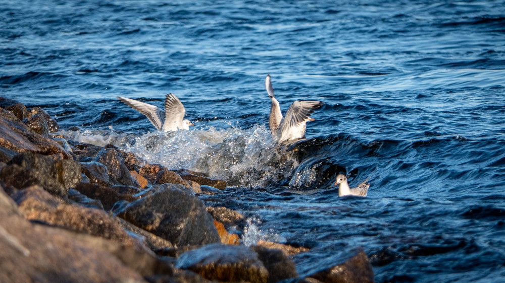 Photograph by Игорь Иванов