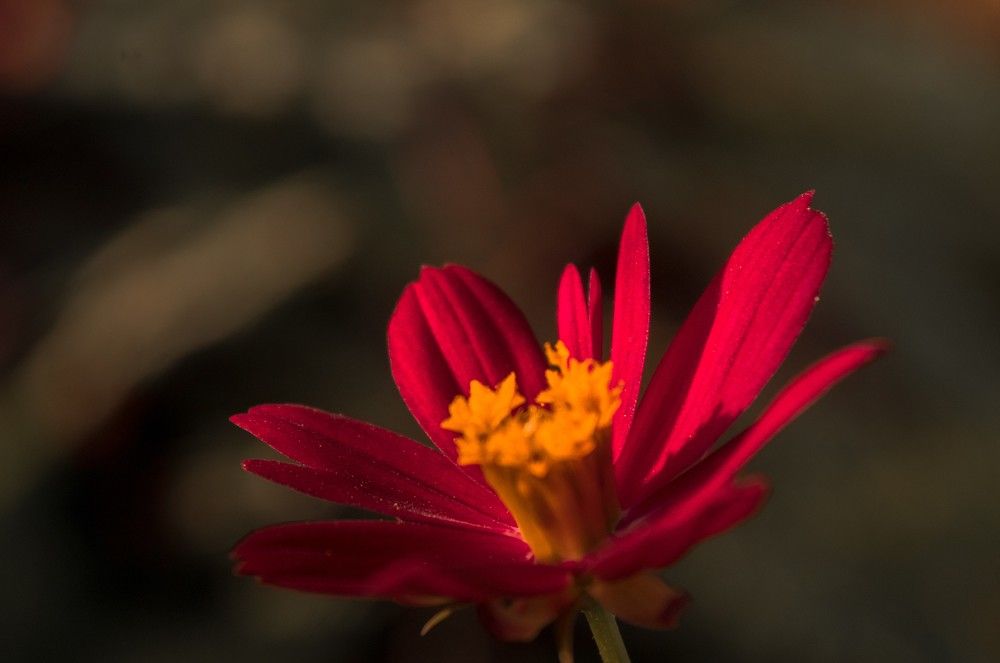 Photograph by Renz Adrian Ronda