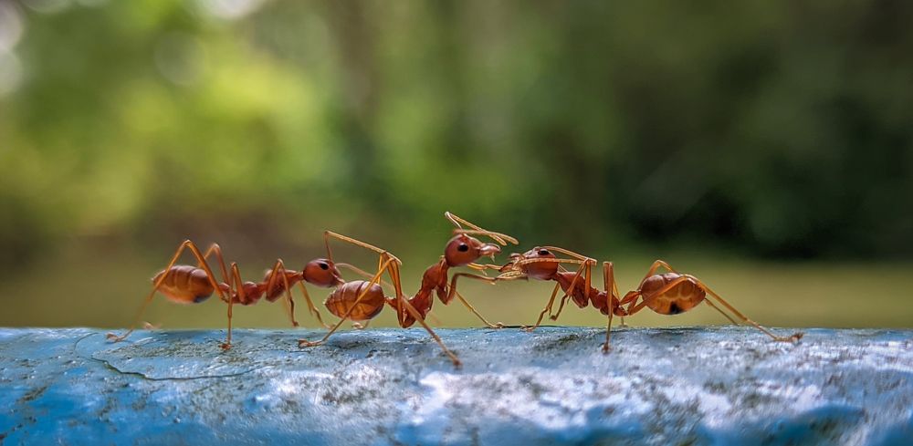 Interaction between ants