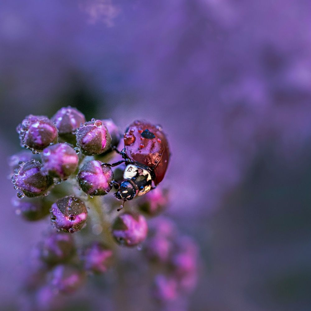 Photograph by Ксения Ершова