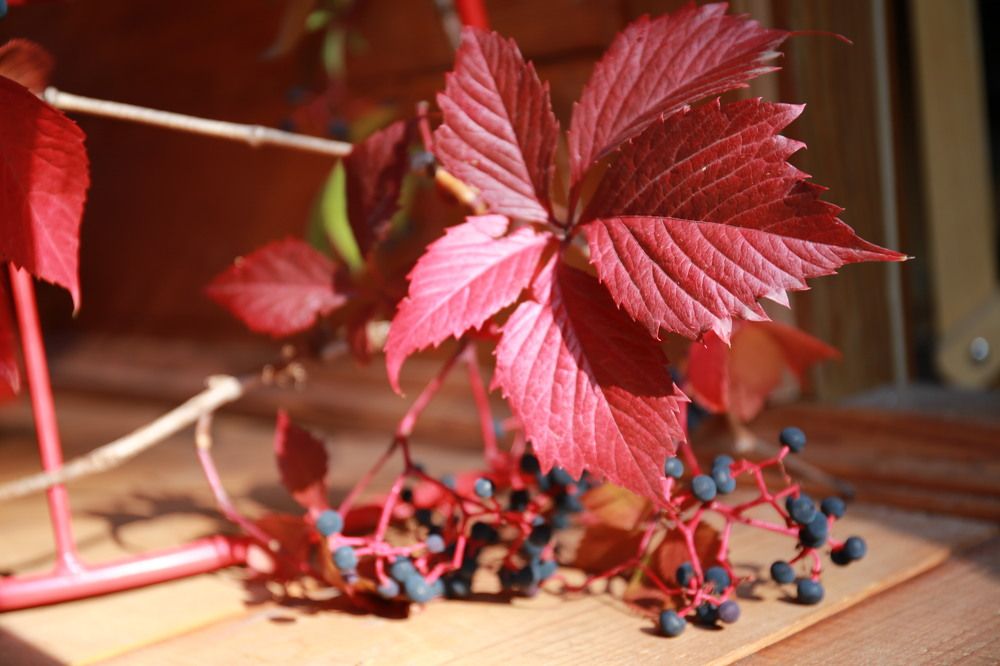 Photograph by Марина Юрченко