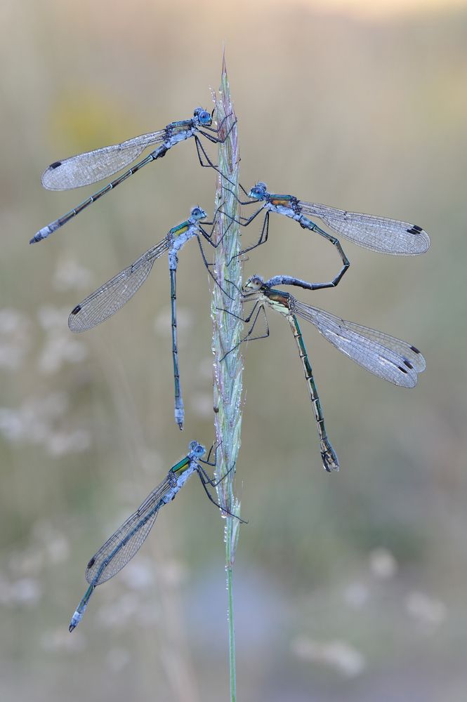 Агитбригада.