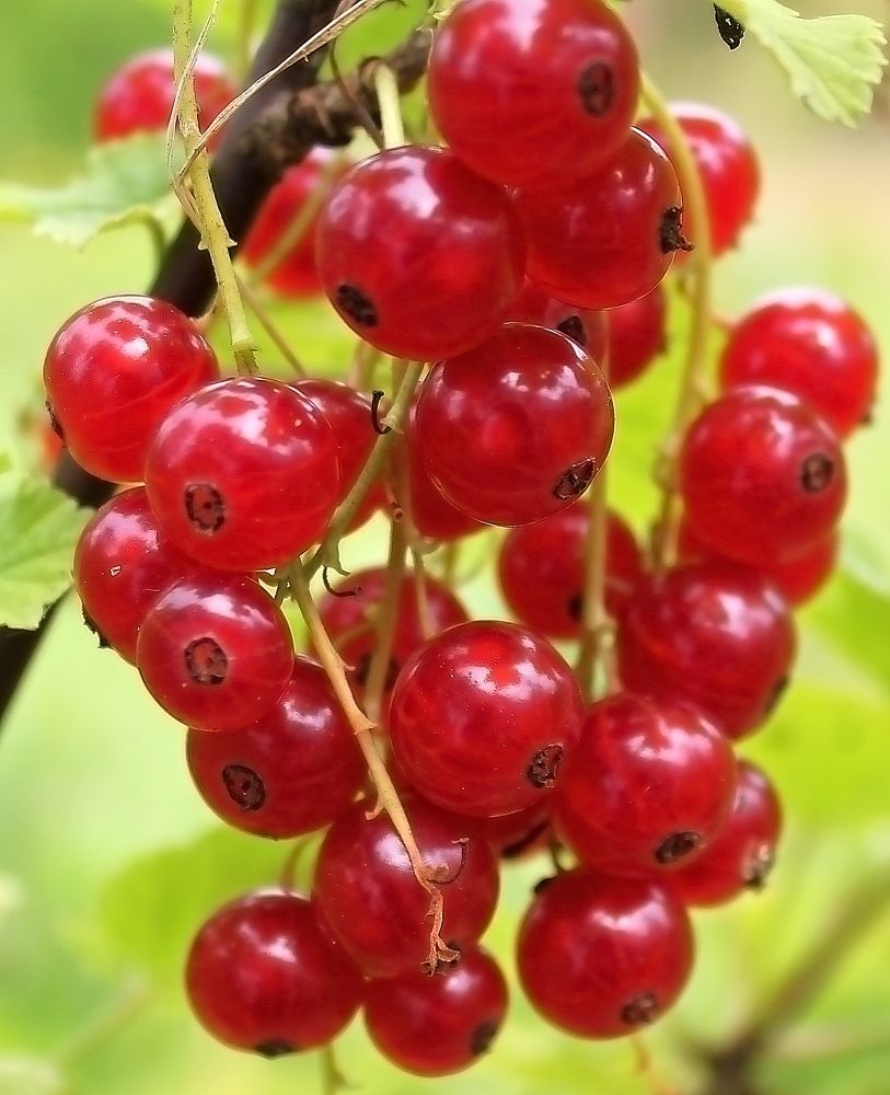 Photograph by Olga Bagaeva