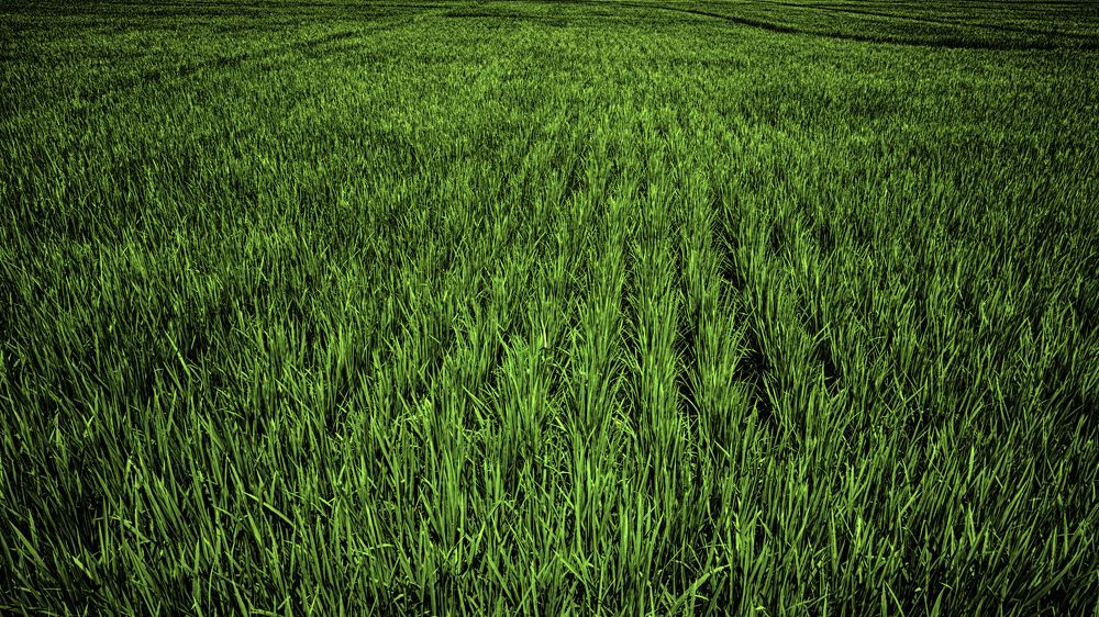 Photograph by Brightman Mitra