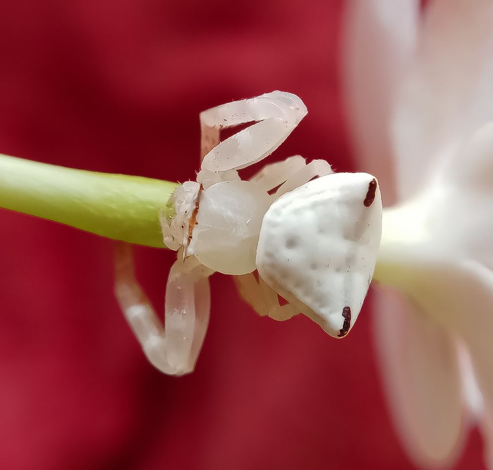 Photograph by Thimira adinisuru Ayiththappullige