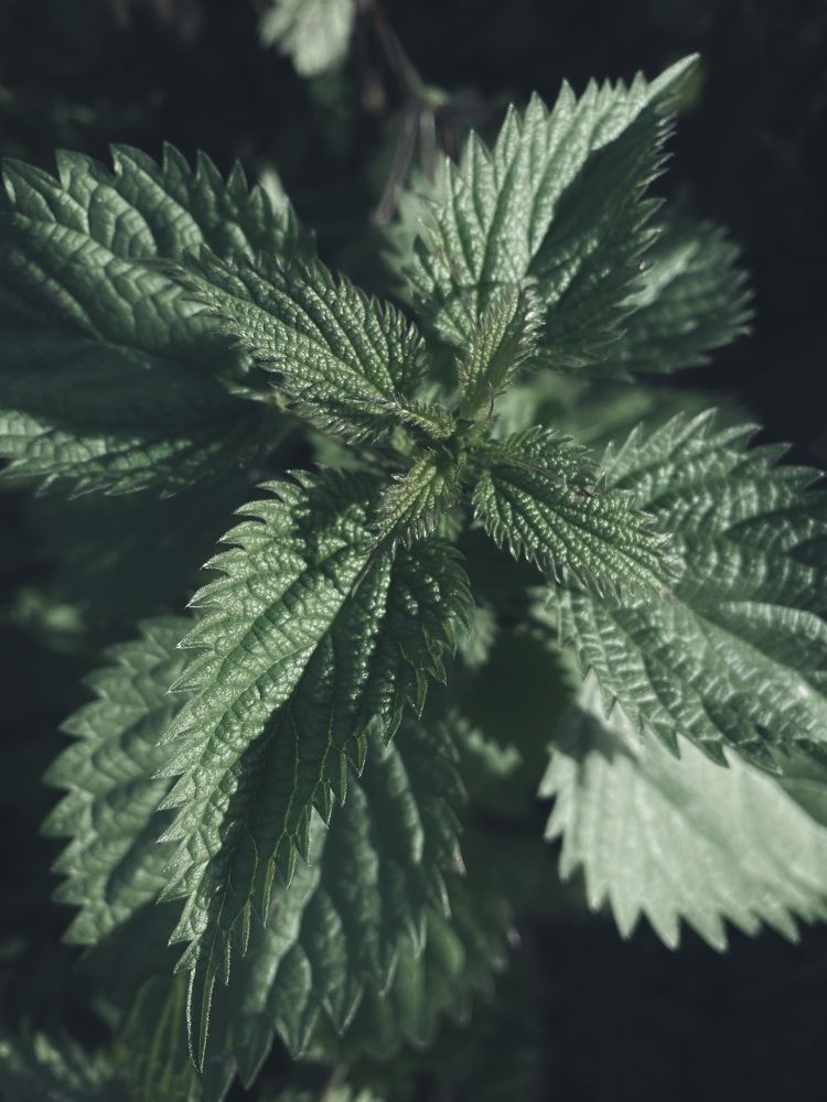 Photograph by Швай Наталья