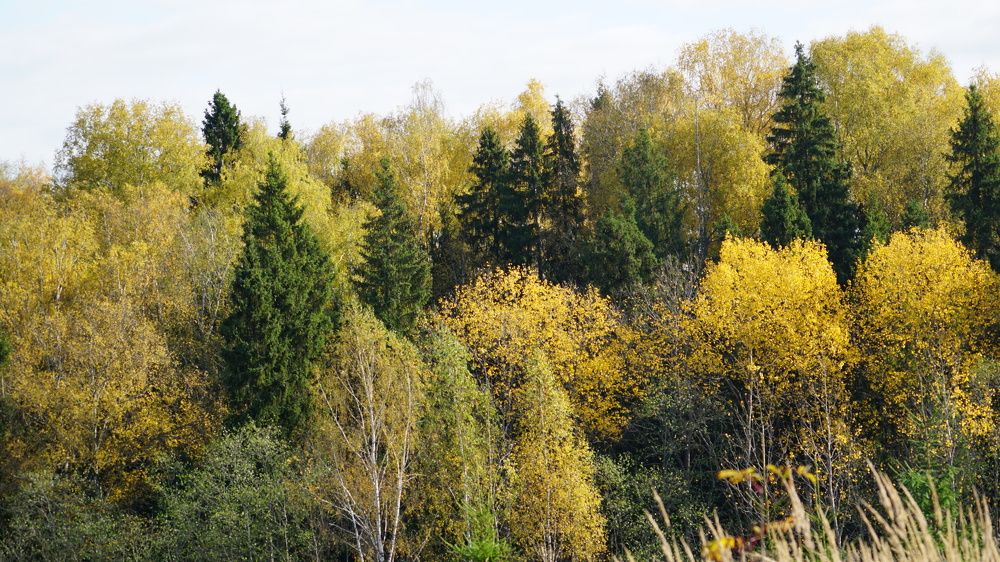 Photograph by Михаил Трусов