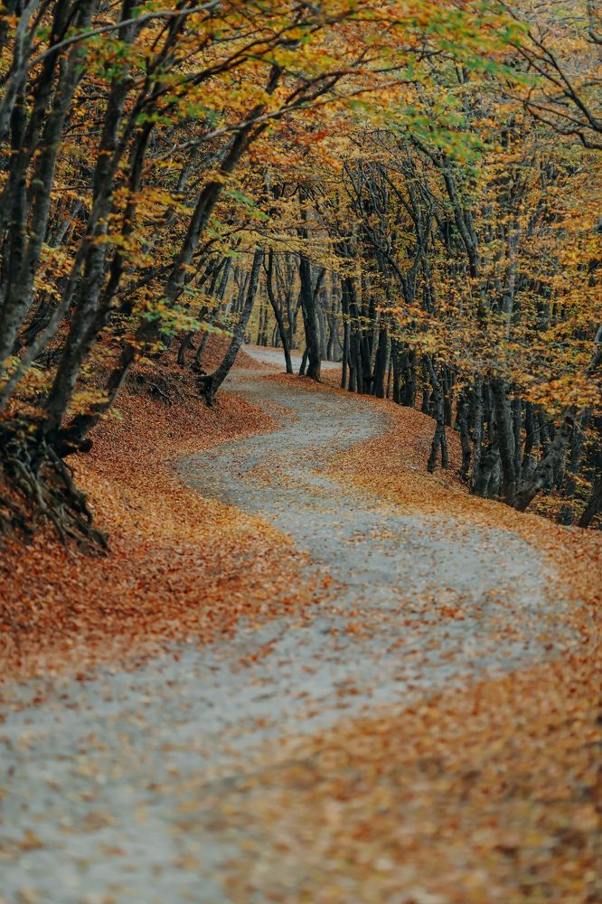 Фотография автора giorgi solomnishvili