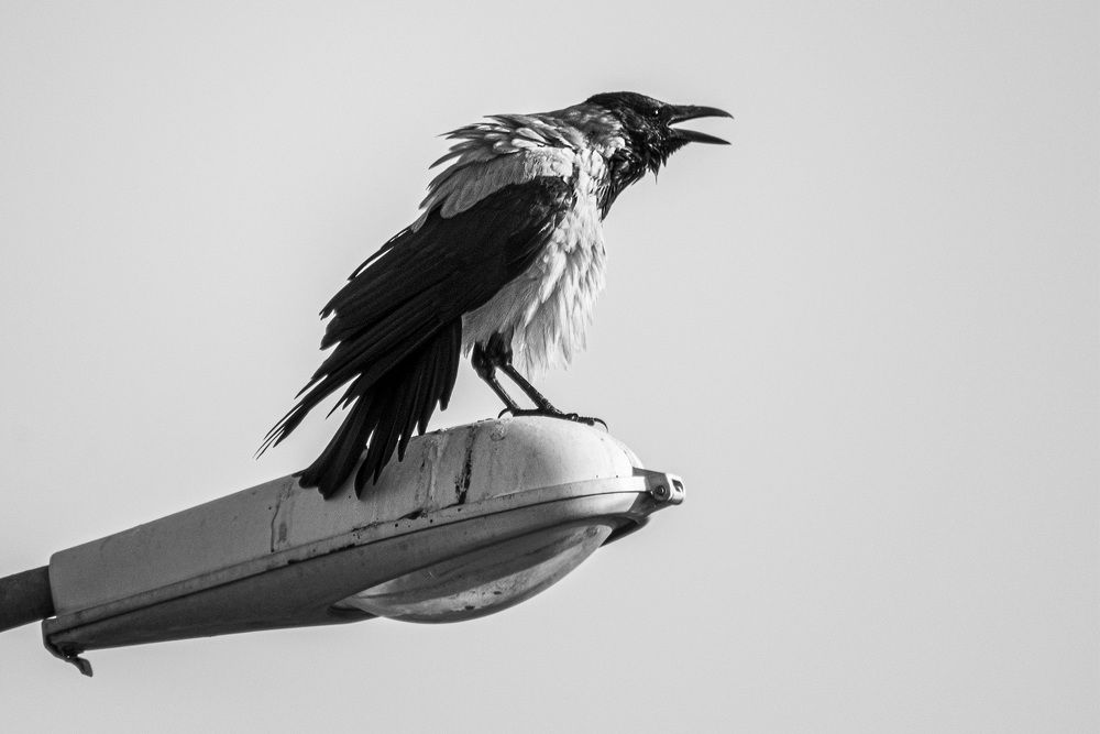 Photograph by sadegh alavi