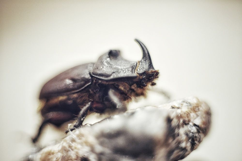 Фотография автора Татьяна Степанова