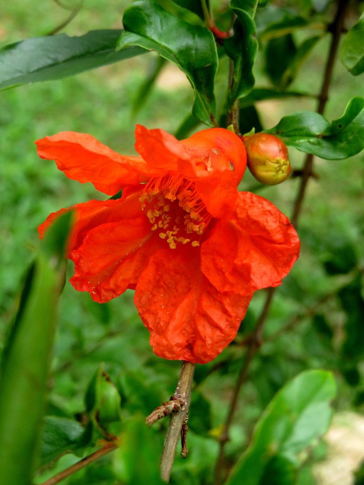 Photograph by Susmita Paul