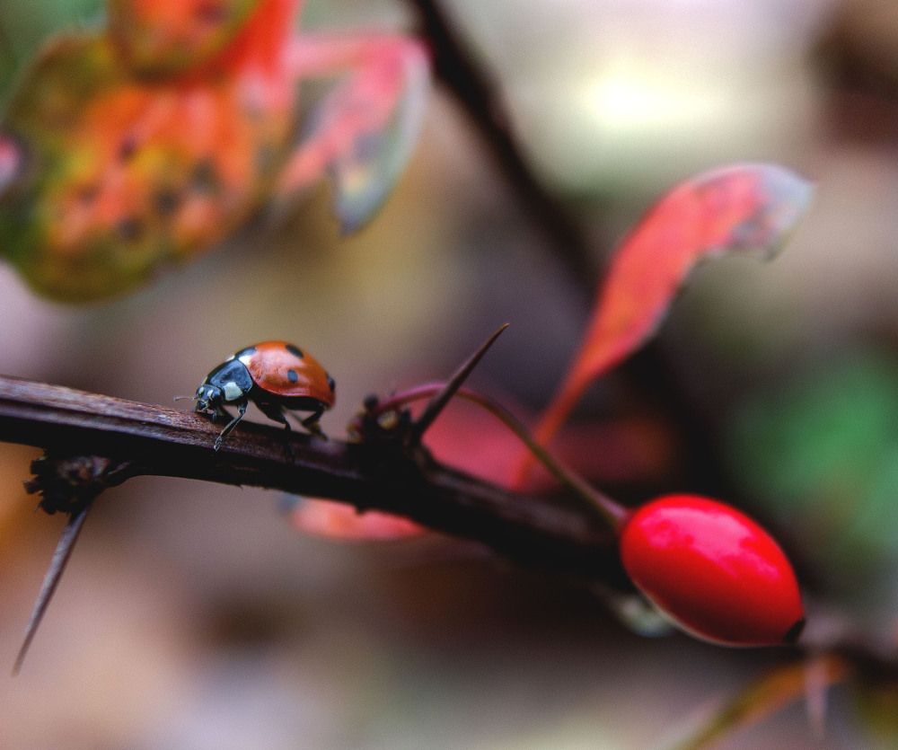 Красная ягодка.