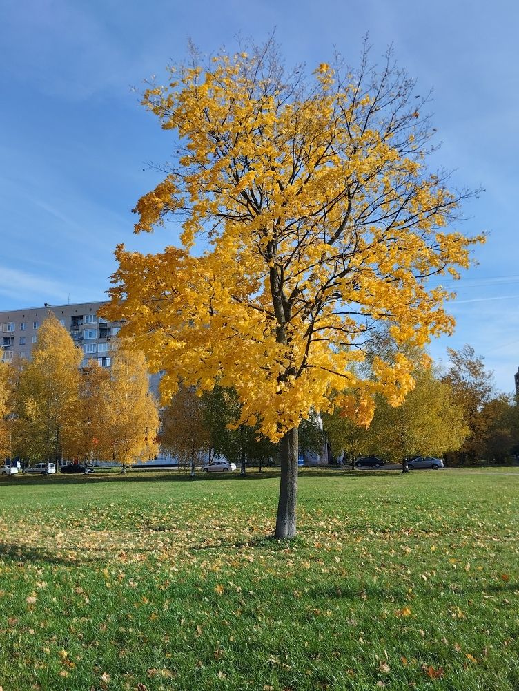 Фотография автора Елена Малкова