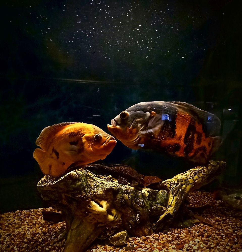 Романтик... под звёздами.