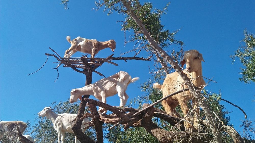 Photograph by Jellab Abdellatif