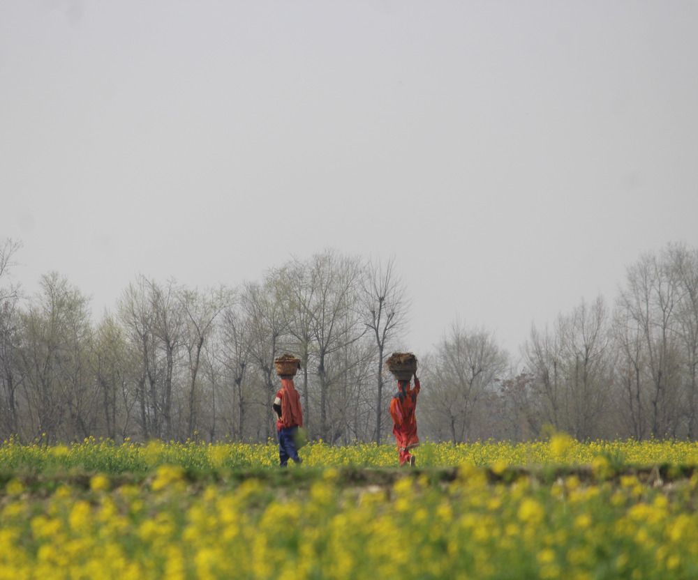 Women walking in mustard field with busker on their head