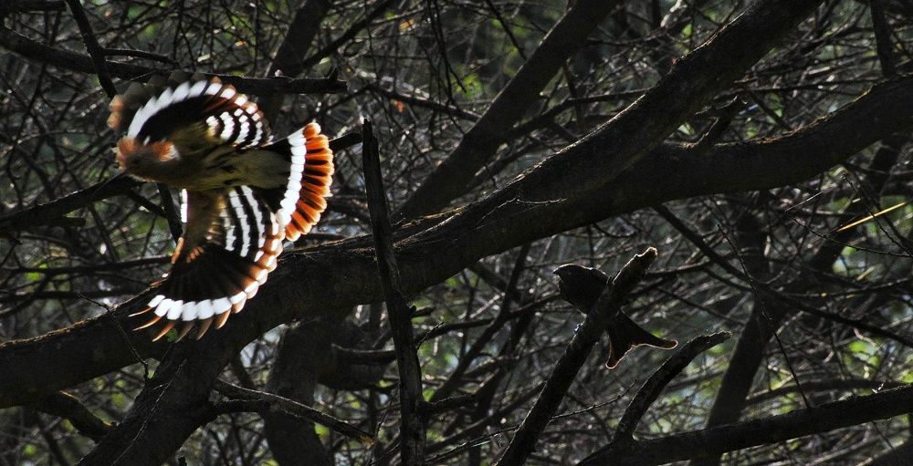 Photograph by Neelimaa Ripote