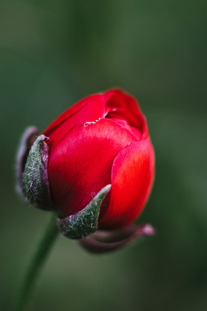 Photograph by Irina Chekanov