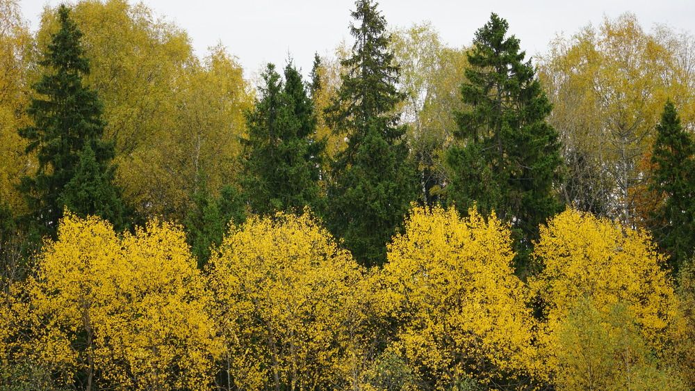 Photograph by Михаил Трусов