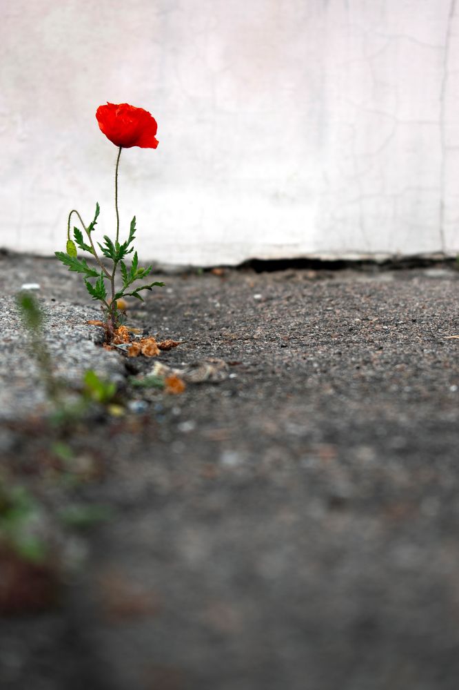 Photograph by Vladyslav Stetsenko