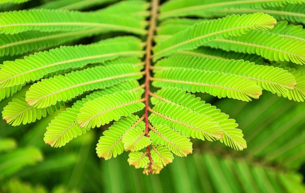 Photograph by Mathew Nishanth A