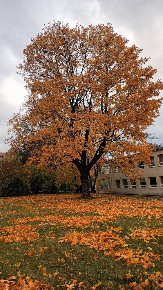 Золотая осень